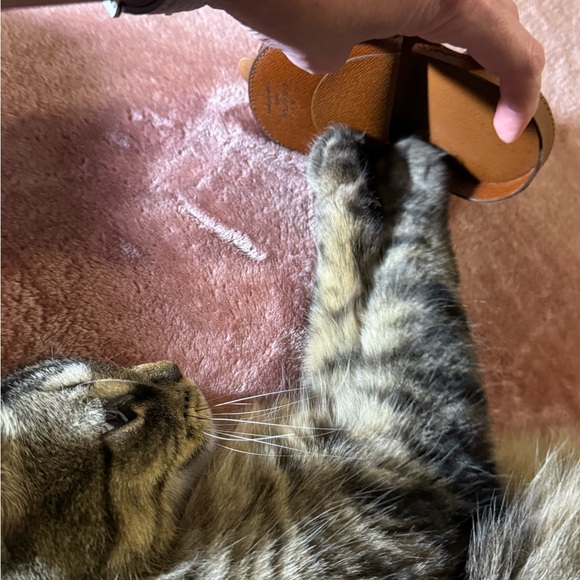 Louis Vuitton Monogram Coin Holder with Maverick as a model. (Cat not for sale) - Picture 1 of 6